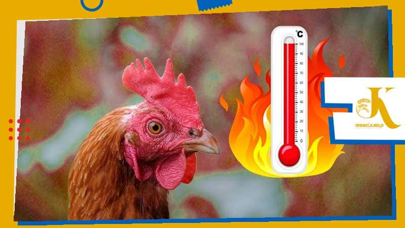 دمای سالن در پرورش طیور - Chicken body temperature