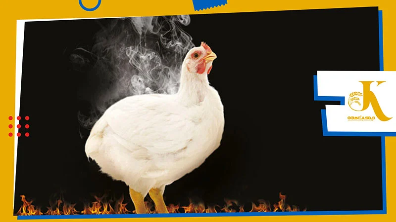 دمای سالن کنترل تنش گرمایی poultry heat stress