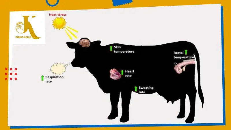 استرس گرمایی گاوپرواری