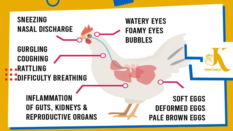 علائم برونشیت در طیور