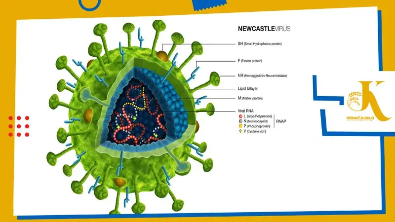 تشخیص ویروس نیوکاسل