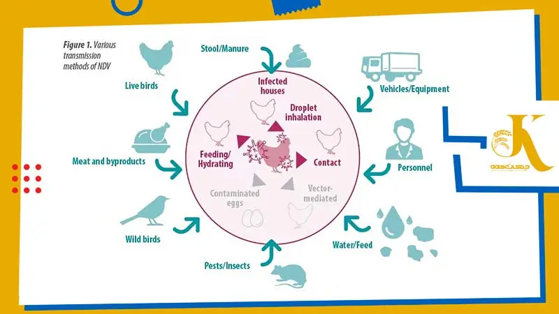 نحوه انتشار بیماری نیوکاسل مرغ