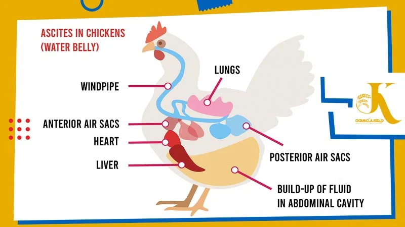 علائم سندرم آسیت مرغ و طیور