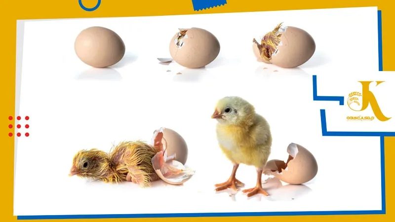 هچینگ تخم مرغ (hatching (chicken) eggs)