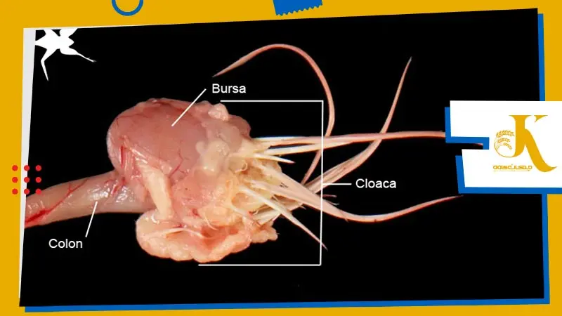 اندام بورس فابریسیوس مرغ