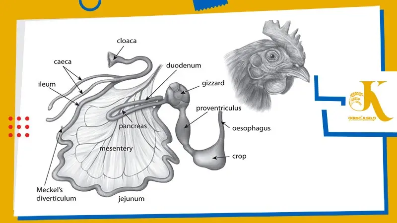 راهنمای کامل دستگاه گوارش مرغ