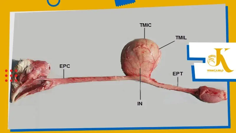 مری (Esophagus) مرغ چیست