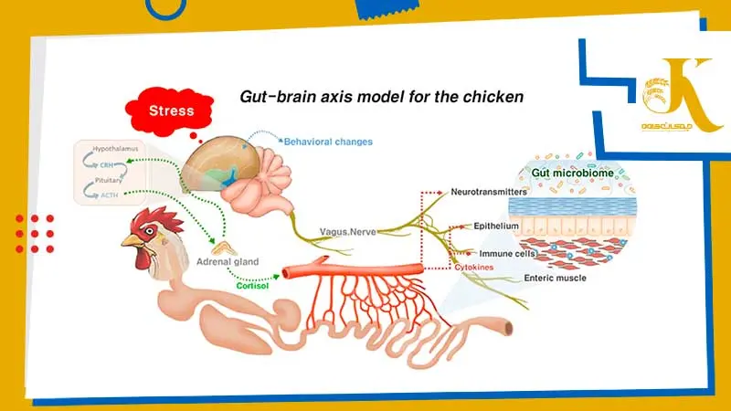 تاثیر استرس برر روده طیور