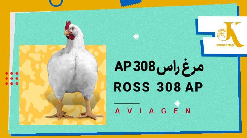 مرغ گوشتی راس 308 AP