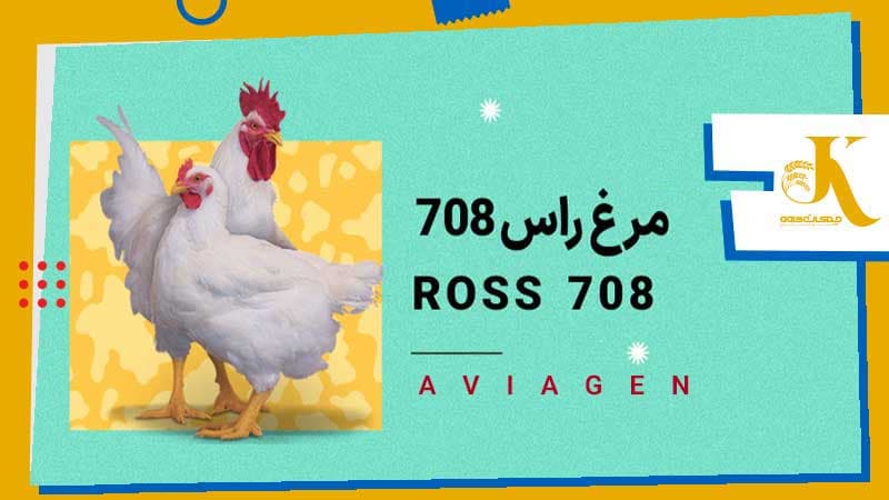 مرغ راس 708 - جوجه گوشتی راس 708