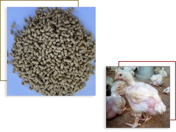 Grower1 broiler Feed