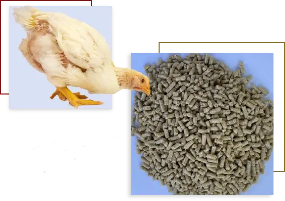 Grower2 broiler Feed