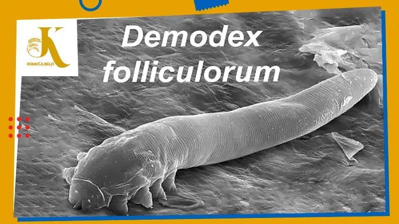 کنه فولیکول گاو (Cattle follicle mite) و جرب دمودکتیک در گاو