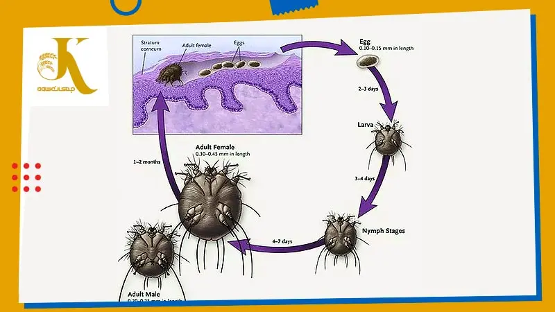 جرب سارکوپتیک در گاو: علائم، درمان و پیشگیری یا کنه خارش گال (Scabies itch mite)