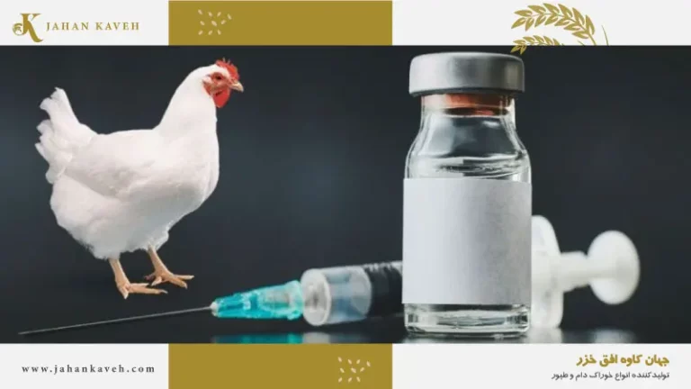 شکست واکسیناسیون طیور Success and Failure of Poultry Vaccination