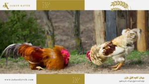 کانیبالیسم طیور - poultry cannibalism