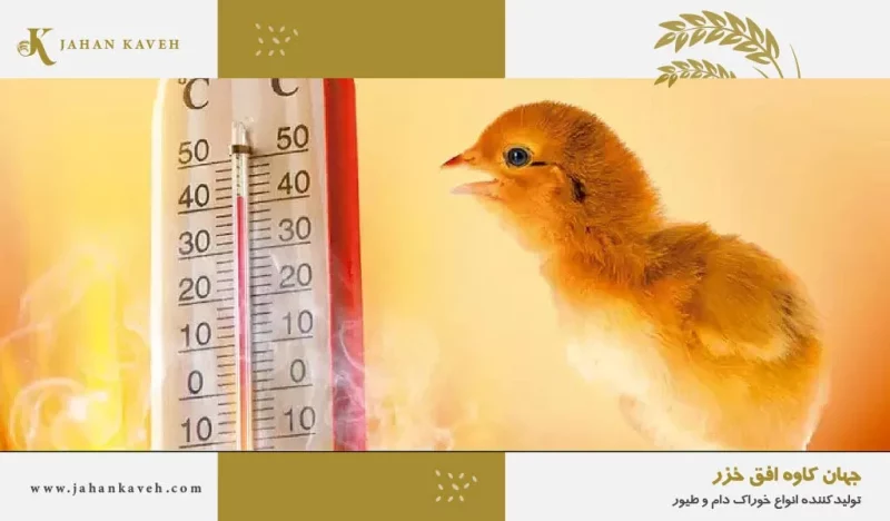 استرس گرمایی در طیور - Heat Stress In Poultry